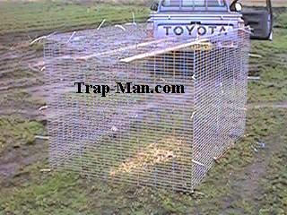 crow trap