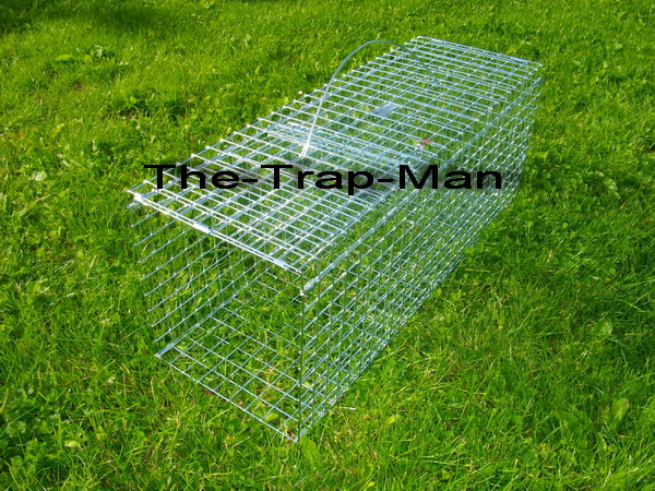 wood pigeon trap in the set position