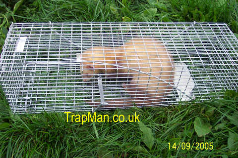 weasel, ferret trap